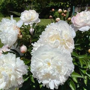 Meet your Posher, Shaminder